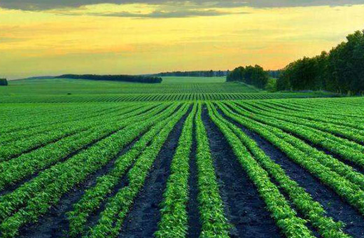 久兄弟農業(yè)